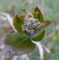 Aronia Tagebuch – Pflanzenchronik Teil 3