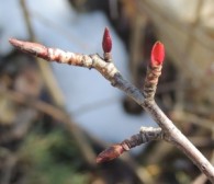 Die Aronia erscheint im Elbtal