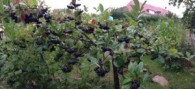 Aronia Stämmchen sind wirklich prachtvoll und ertragstark