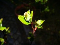 Aroniablüten sind schon da