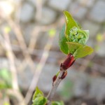 Die ersten Aronia Blütenansätze - Mitte April 2013