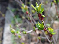 Erste Blütenansätze zeigen sich bei der Aronia