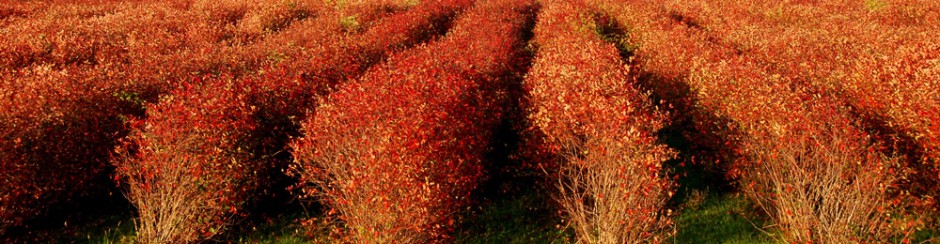 Aronia-an-der-Elbe-bei-Dresden