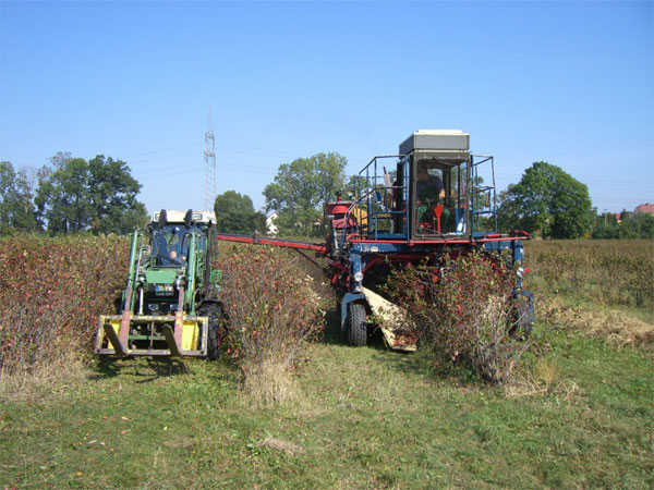 Ernte Aronia Aronia richtig