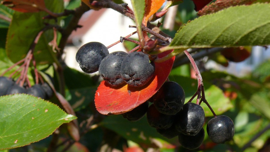 Aronia-Indian-Summer