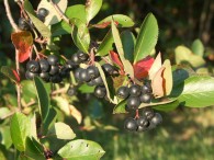 Aronia und Schlehe im SWR bei Grünzeug