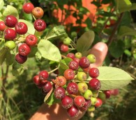 Bunte Aroniabeeren – gefärbte Blätter