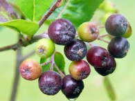 Aronia Tagebuch – Wachstumschronik Teil 10