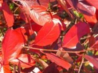 Aronia Hugin – ein wunderschöner Zierstrauch für jeden Garten