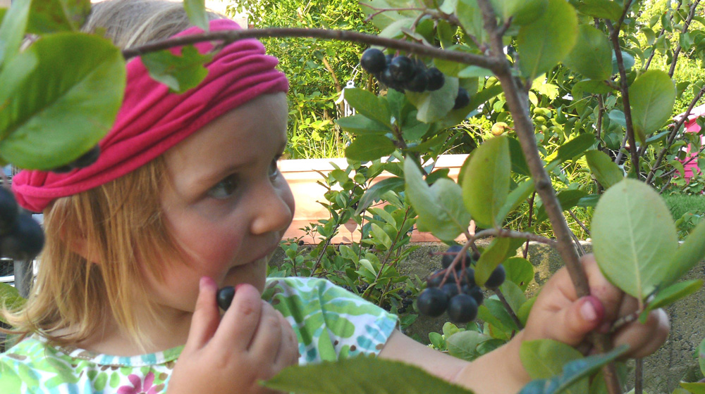 Ernte Aronia Aroniabeeren nicht