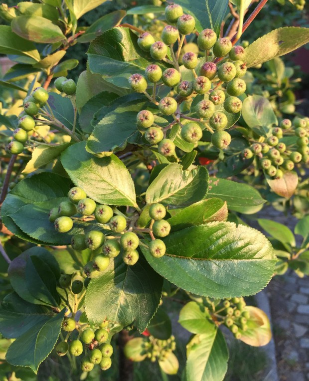 Aroniabeeren grün am Strauch