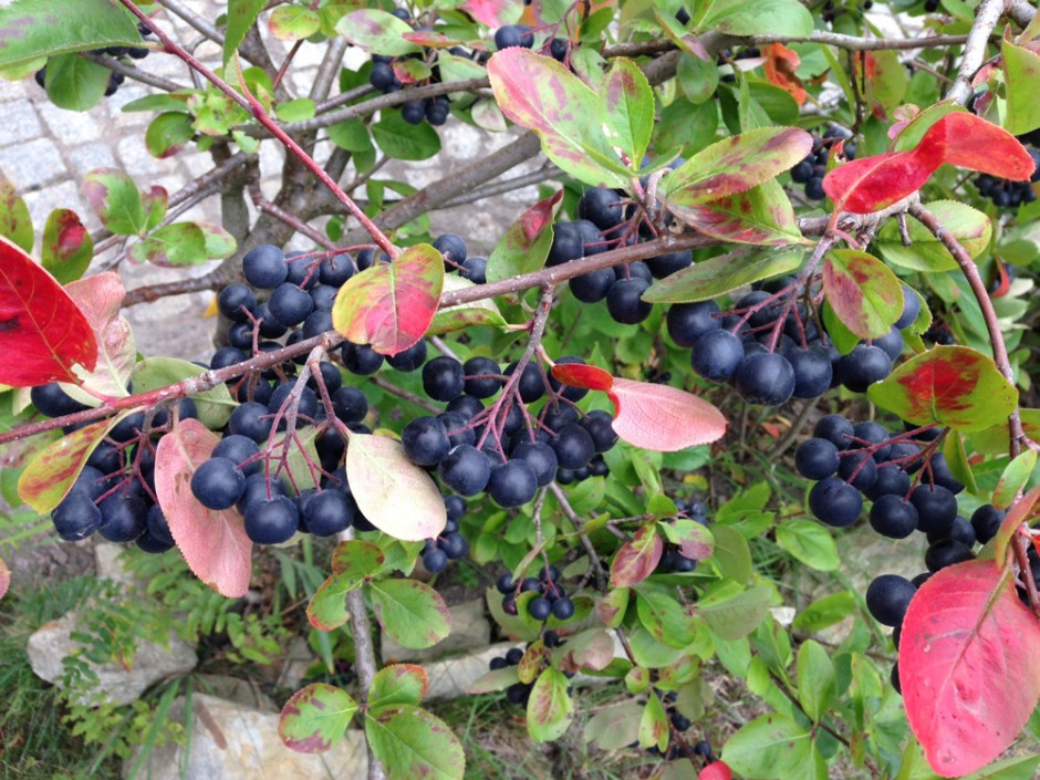 Aronia-Stämmchen-voller-Früchte