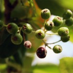 Aroniabeeren Ende Juni