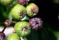 Aronia Tagebuch – Wachstumschronik Teil 9