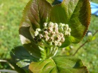 Aronia Tagebuch – Pflanzenchronik Teil 4