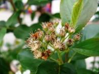 Aronia Tagebuch – Wachstumschronik Teil 7