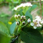 Aronia Nero Blüte im Mai