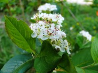 Aronia Tagebuch – Wachstumschronik Teil 6