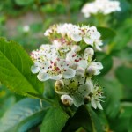 Weiße Doldenblüter der Aronia Nero