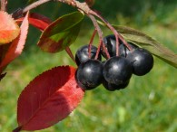 Aronia zeigt sich jetzt besonders farbenfroh – Wachstumschronik Teil 11