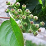 Aroniabeeren nach der Blüte