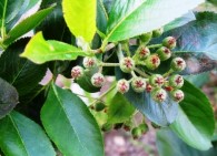 Aronia Tagebuch – Wachstumschronik Teil 8