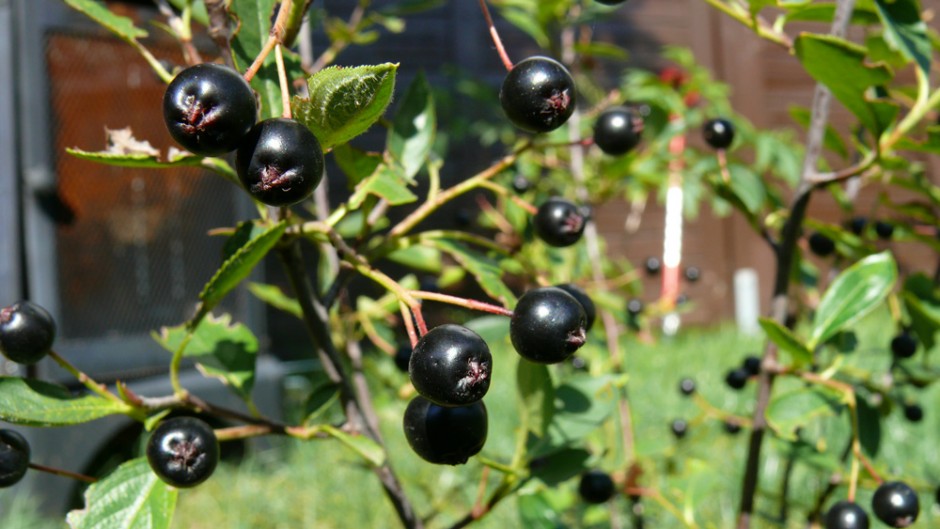 Aronia-Hugin-mit- beeren