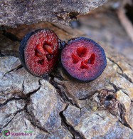 Aroniabeeren sind am Strauch lange haltbar!