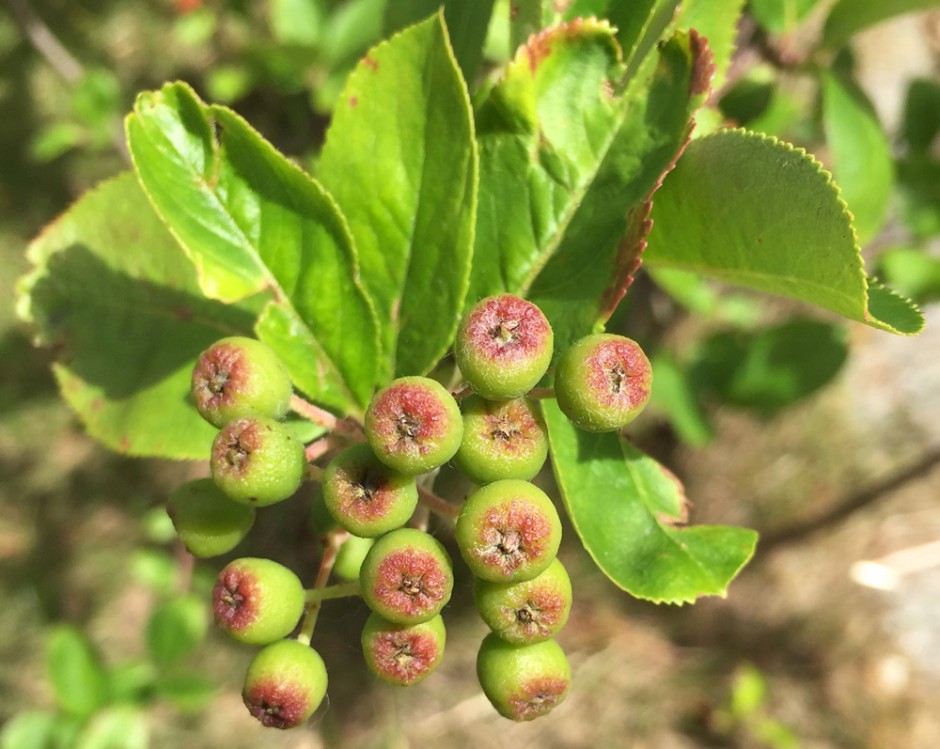 Färbung der Aronia