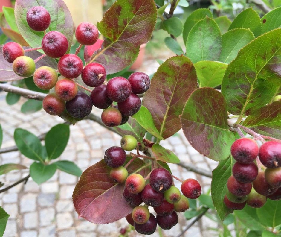 Aroniabeeren ganz bunt