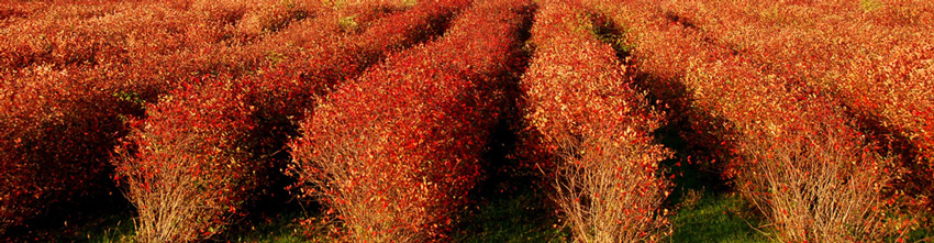 Aroniaplantage im Herbst