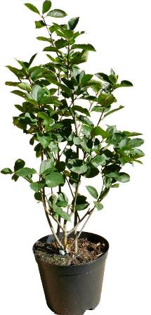 Aronia Nero im Topf Aronia Nero im Topf