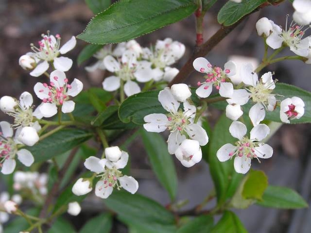 Blüten der Aronia prunifolia