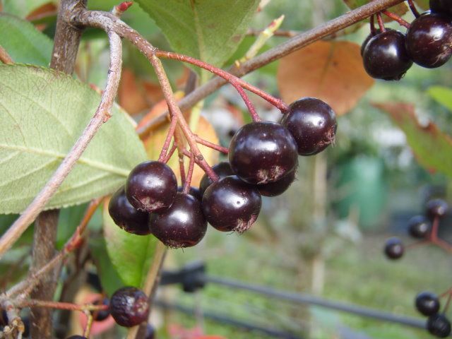 Beeren der Aronia prunifolia