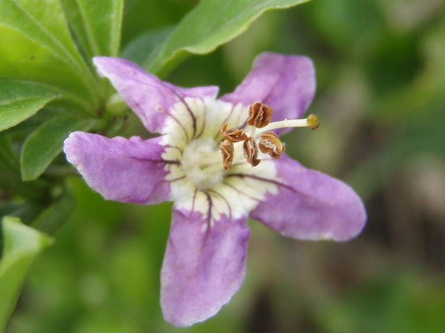 Blüte der Gojibeere