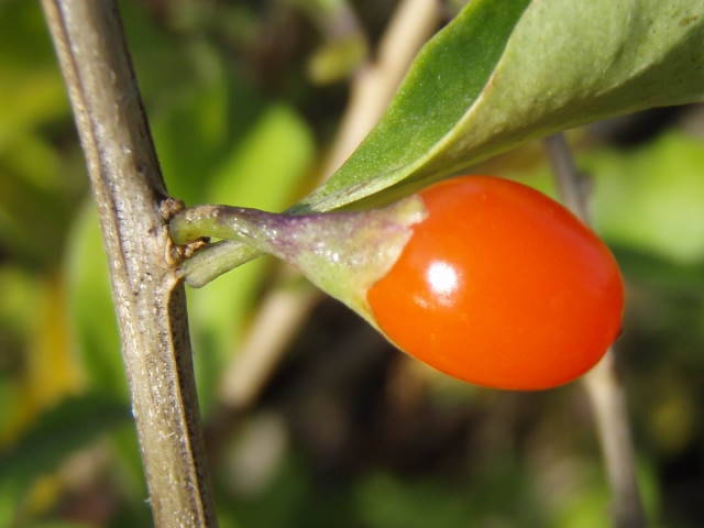 Frucht der Gojibeere
