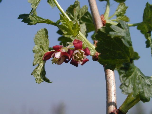 Blüte der Jostabeere