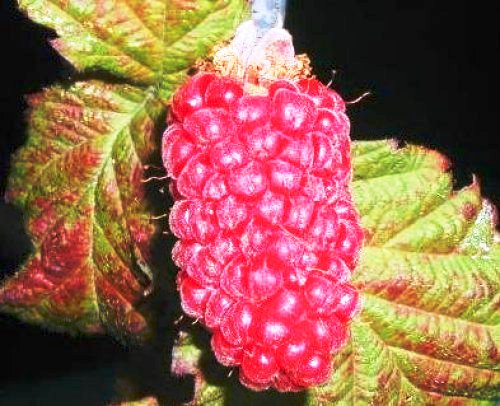 Tayberry Frucht