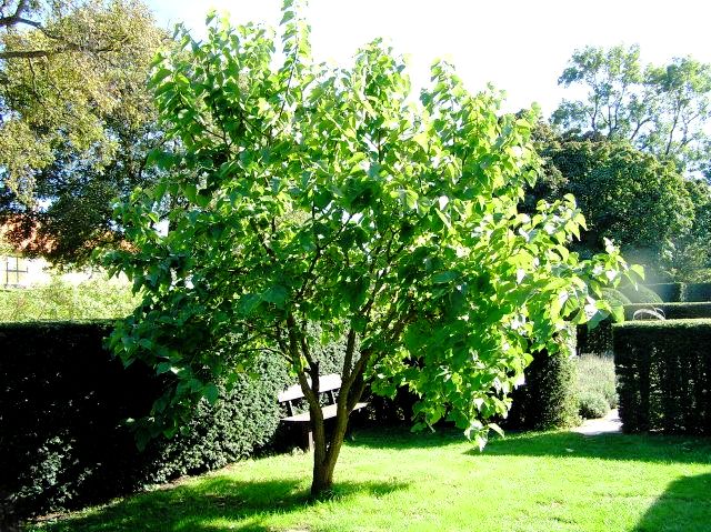 Schwarze Maulbeere (Morus Nigra)