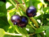 Kulturheidelbeere Darrow 30-40cm getopft (Vaccinium corymbosum)