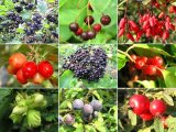 Wildfruchthecke uas 10 wurzelnackten Sträuchern