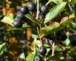 Aronia melanocarpa "Wildsorte" (40/60cm) im Topf Aktion