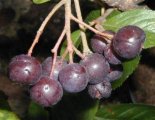 Aronia Aron getopft (40/60cm)