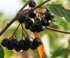 10x Aronia mel. wurzelnackt (ohne Topf 40-60cm)