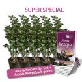 Aronia Nero 5er-Bündel (sehr buschige Pflanzen)