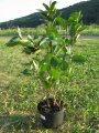 Aronia "Viking" (40/60cm) getopft