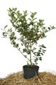 Aronia Viking (7,5L-Topf) 80/100cm, getopft