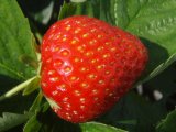 Erdbeere Ostara - Fragaria Ostara (getopft, 2L)