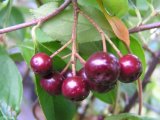 Aronia prunifolia (40/60cm) im Topf