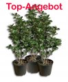 Angebot: Aronia Nero 3er-Bndel, getopft
